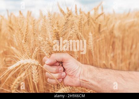 Landwirt überprüft die Entwicklung von Getreide in reifenden Weizenpflanzen-Ohren auf dem Feld, Nahaufnahme der männlichen Hand mit selektivem Fokus Stockfoto