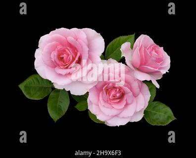 Zarte rosa Rosen mit grünen Blättern isoliert auf schwarzem Hintergrund Stockfoto