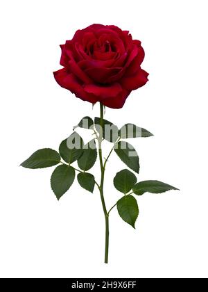 Dunkelrote Rose mit grünen Blättern Stockfoto