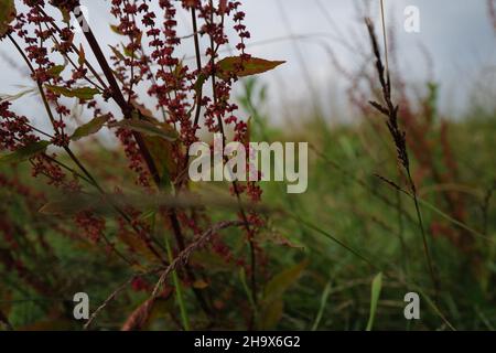 Detail eines ländlichen Feldes mit Gräsern und rotem Sauerampfer (Rumex acetosa), während die Sonne in den Abend eintaucht Stockfoto