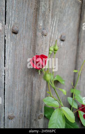 Schöne, samtartige einzelne rote Rose, die in Blüte steht, mit frischen grünen Blättern, die gegen uraltes, raues Holz wachsen Stockfoto
