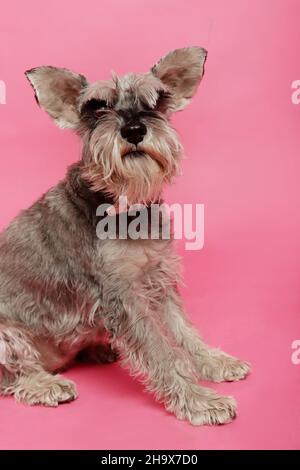 Alter grauer Schnauzer Hund, der auf die Kamera schaut, die auf pinkem Hintergrund sitzt Stockfoto