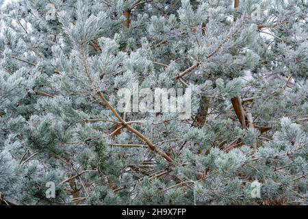 An einem Wintertag sind Kiefernzweige mit Frost bedeckt Stockfoto