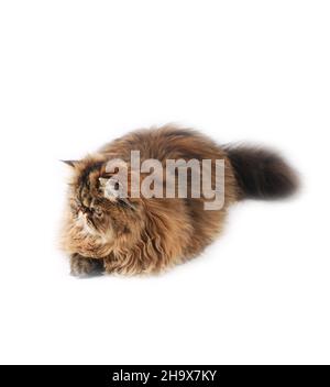 perserkatze isoliert auf weißem Hintergrund Stockfoto
