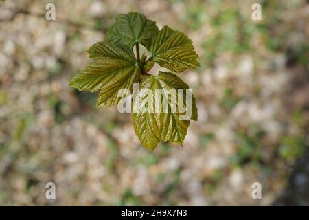 Nahaufnahme von neuen Blättern, die im Frühling auf einem Laubbaum auftauchen, aufgenommen von oben Stockfoto