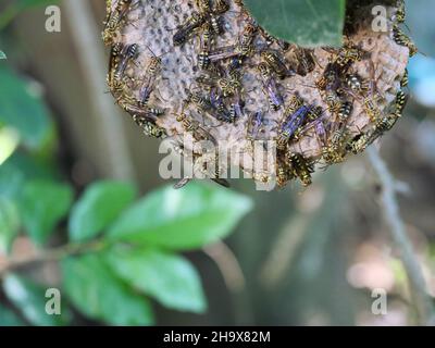 Eastern Yellowjacket Papierwespen hive in grünen Blatt Pflanzenbaum, Gruppe von europäischen Hornisse oder gemeinsame Vespa im Wald, Gelbe und schwarze Streifen auf Insekten Stockfoto