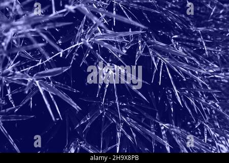 Hintergrund mit lila Palmblättern. Visualisierung Trendfarben des Jahres 2022 - Veri Pery Stockfoto