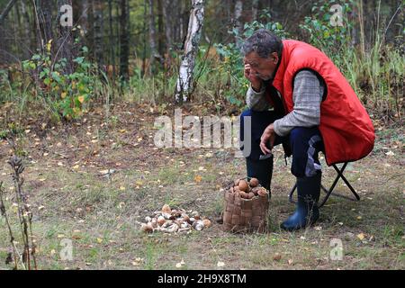Der alte Mann sammelt Pilze im Wald Stockfoto