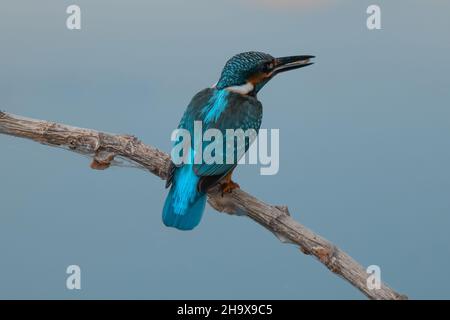 Сommon Eisvögel. Der Vogel sitzt auf einem schönen Ast über dem Fluss und wartet auf einen Fisch. Stockfoto