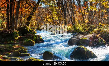 Der Oirase-Bach (Oirase Keiryū) ist ein malerischer Gebirgsbach in der Präfektur Aomori, einer der berühmtesten und beliebtesten Herbstfarben Japans Stockfoto