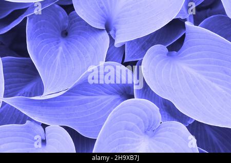 Farbe des Jahres 2022. Sehr peri. Lila. Große Blätter Hintergrund Stockfoto