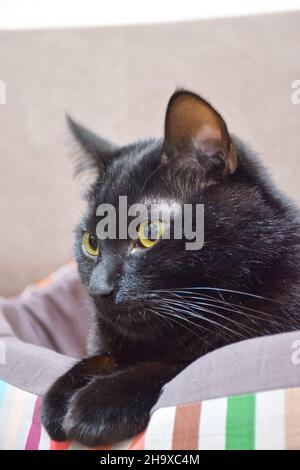 Eine schwarze Katze liegt in Nahaufnahme mit gefalteten Pfoten auf ihrem Bett und schaut nach links Stockfoto