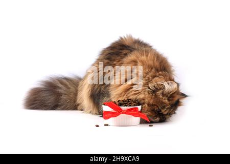 Katze, die Trockenfutter auf weißem Hintergrund isoliert isst. persische Kätzchen Stockfoto