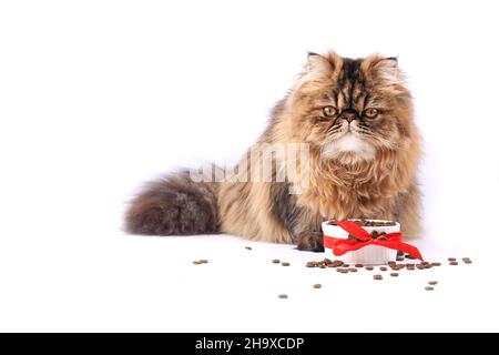 Katze, die Trockenfutter auf weißem Hintergrund isoliert isst. persische Kätzchen Stockfoto