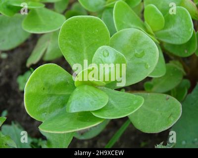 Nahaufnahme von Purslane (Portulaca oleracea) Stockfoto