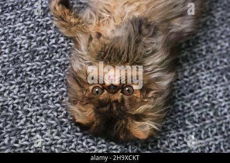 Süßes persisches Kätzchen, das auf einer Strickdecke liegt Stockfoto