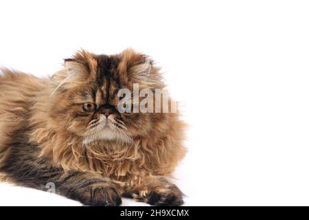 perserkatze isoliert auf weißem Hintergrund Stockfoto