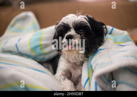 Nahaufnahme eines entzückenden Hundes auf dem Sofa Stockfoto