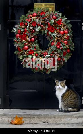 Larry the Cat - seit 2011 Chief Mouser im Kabinett - in Downing Street, 8th. Dezember 2021 Stockfoto