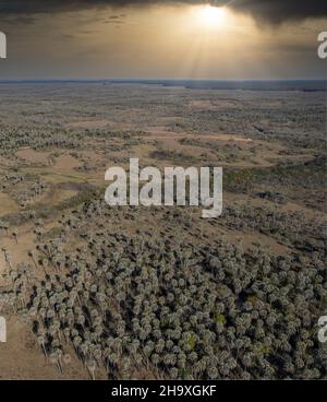 Luftaufnahme des Nationalparks el Palmar, in Entre Rios. Argentinien Stockfoto