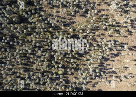 Luftaufnahme des Nationalparks el Palmar, in Entre Rios. Argentinien Stockfoto