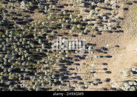 Luftaufnahme des Nationalparks el Palmar, in Entre Rios. Argentinien Stockfoto