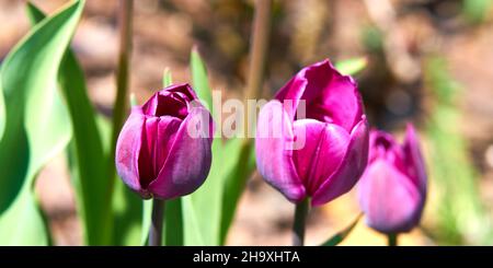 Tulpen in der frühen Blüte Stockfoto