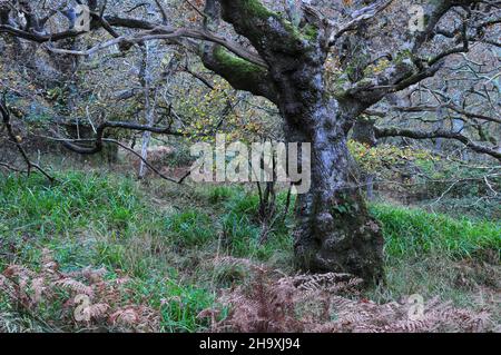 Acient Woodland bei Powerstock Common, Dorset, Großbritannien Stockfoto