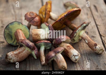 Verschiedene Pilze Aus Dem Wildwald Stockfoto