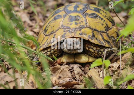 Hermanns Schildkröte, Testudo hermanni im Südwesten Serbiens Stockfoto