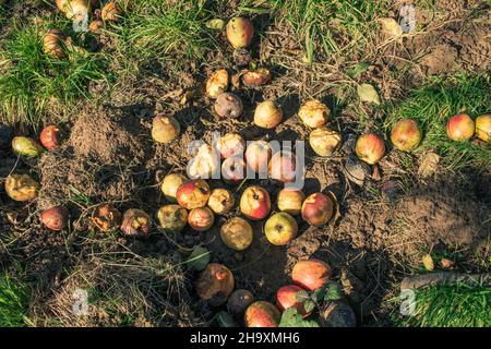 Überreife Windfall-Äpfel auf der Wiese im späten Herbstlicht - Früchte in verschiedenen Statistiken von reif bis faul Stockfoto