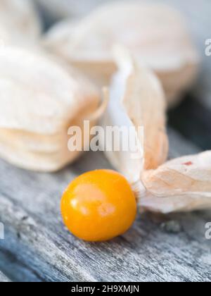 Kap Stachelbeere (Physalis peruviana) auf einer alten Holzbank Stockfoto