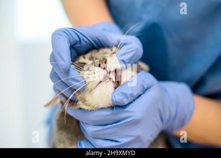 Tierarzt untersucht die Zähne einer Katze Stockfoto