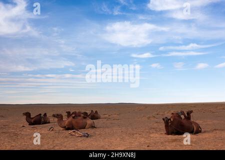 Eine Kamelkarawane, die im Sand der Wüste Gobi ruht Stockfoto