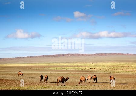 Eine Karawane von Kamelen, die im Sand der Wüste Gobi resten und aßen Stockfoto