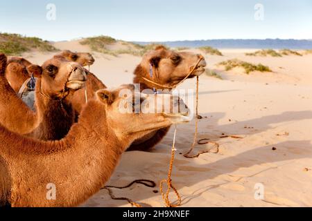 Eine Kamelkarawane, die im Sand der Wüste Gobi ruht Stockfoto