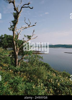 Blick südöstlich von der Isle of Mull über Loch Na Keal zur Insel Ulva in den Inneren Hebriden, Argyll & Bute, Schottland Großbritannien - Baum loch Land Stockfoto