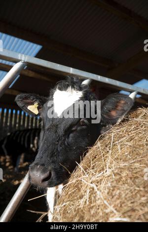 Holsteiner Molkerei Heifer an der Futterbarriere auf einem Bauernhof in England, Großbritannien Stockfoto