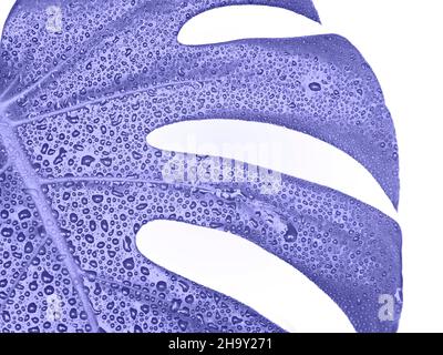 Tropischer Lavendel lila Blätter Monstera mit Tropfen auf grauem Hintergrund. Stockfoto