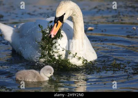 Weiblicher stummer Schwan, der ihren Cygnets bei der Ernährung helfend war, indem er tiefere Wasservegetation ergattert und sie ihren Jungen zur Verfügung stellt, um sich davon zu ernähren. Stockfoto