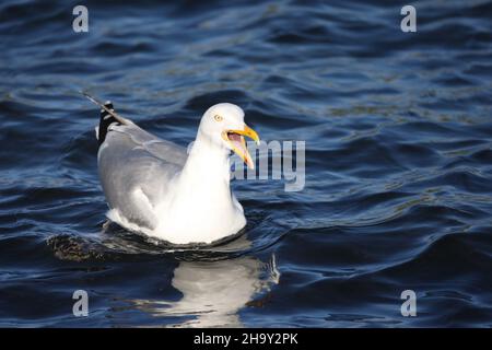 Die Heringsmöwe ist eine der größten und häufigsten Möwen im Vereinigten Königreich. Vor allem marine, aber vor kurzem haben sich weiter im Landesinneren besiedelt. Stockfoto