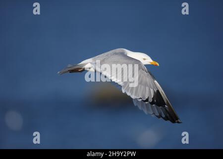 Die Heringsmöwe ist eine der größten und häufigsten Möwen im Vereinigten Königreich. Vor allem marine, aber vor kurzem haben sich weiter im Landesinneren besiedelt. Stockfoto