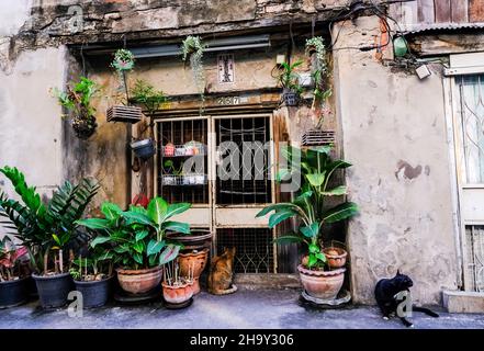 Zwei Katzen sitzen vor einem alten Gebäude in Talat Noi, Bangkok, Thailand Stockfoto