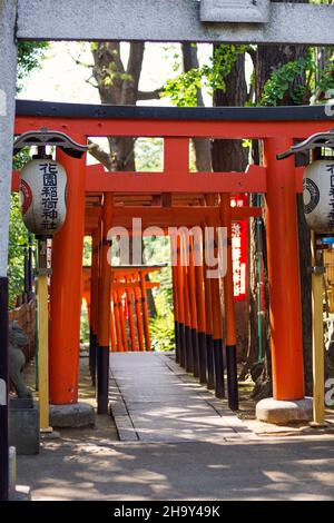 Kleine rote japanische Torii-Tore entlang des Pfades am Eingang des Hanazono Inari-Schreines im Ueno-Park. Keine Personen. Stockfoto