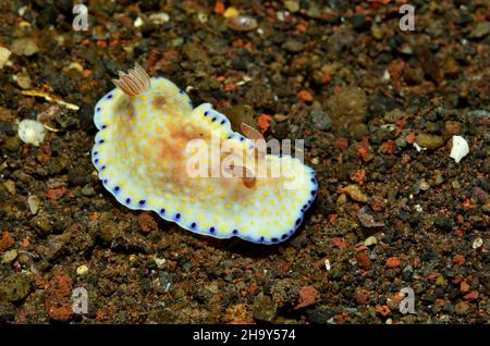 Goldflecken-Sternschnecke, Goniobranchus aureopurpureus (Chromodoris aureopurpurea), Nacktschnecke Stockfoto