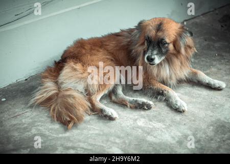 Der Border Collie Welpe spielt Stockfoto