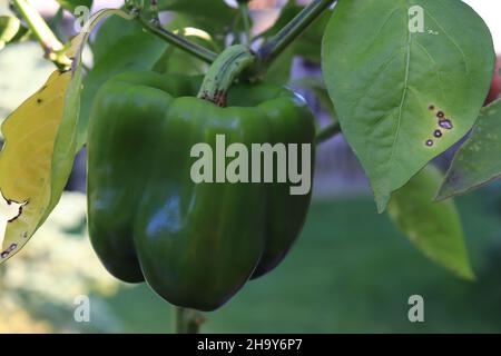 Frische/organische Paprika/Paprika, die in einem Topf-/Gemüse-/Balkongarten wächst Stockfoto