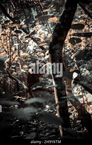 Der Herbst im Wald Stockfoto