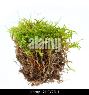 Moos, Moos, Pflanze, weiß, weiß, Hintergrund, auf, vorne, isoliert, isoliert, Grün, grün, weiß, echt, echt, Detail, schließen, Details, Makro, schließen, Stockfoto