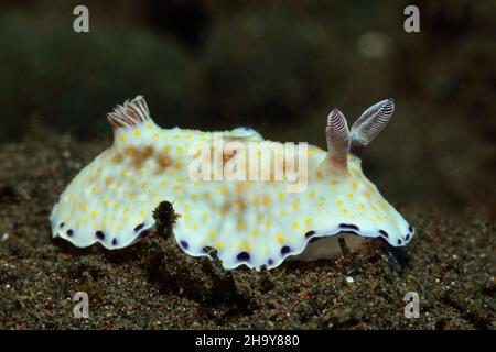 Goldflecken-Sternschnecke, Goniobranchus aureopurpureus (Chromodoris aureopurpurea), Nacktschnecke Stockfoto